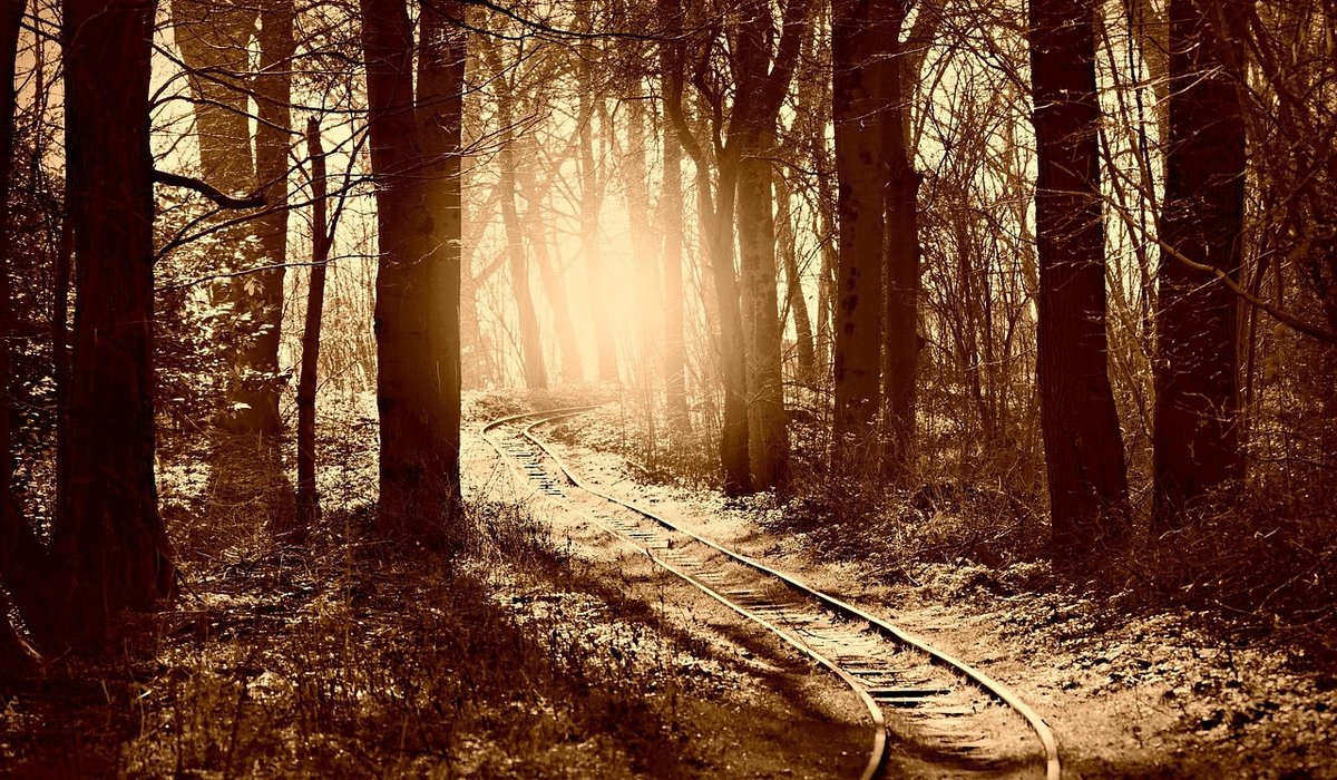 Planning a Gentle Woodland Walk for Early Autumn